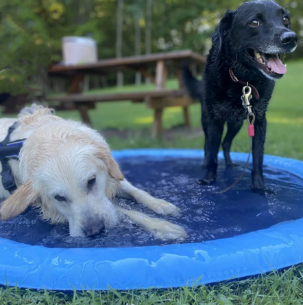 AquaFetch™ - Wassersprenkler-Matte