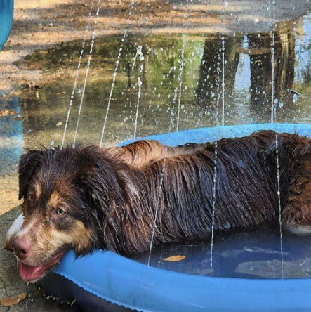 AquaFetch™ - Wassersprenkler-Matte